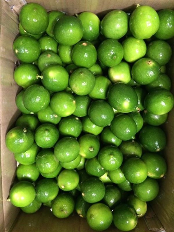 WHOLESALE LIME - VIETNAM FRESH FRUIT SEEDLESS GREEN LIME AGRICULTURAL PRODUCT from DIRECT EXPORTER