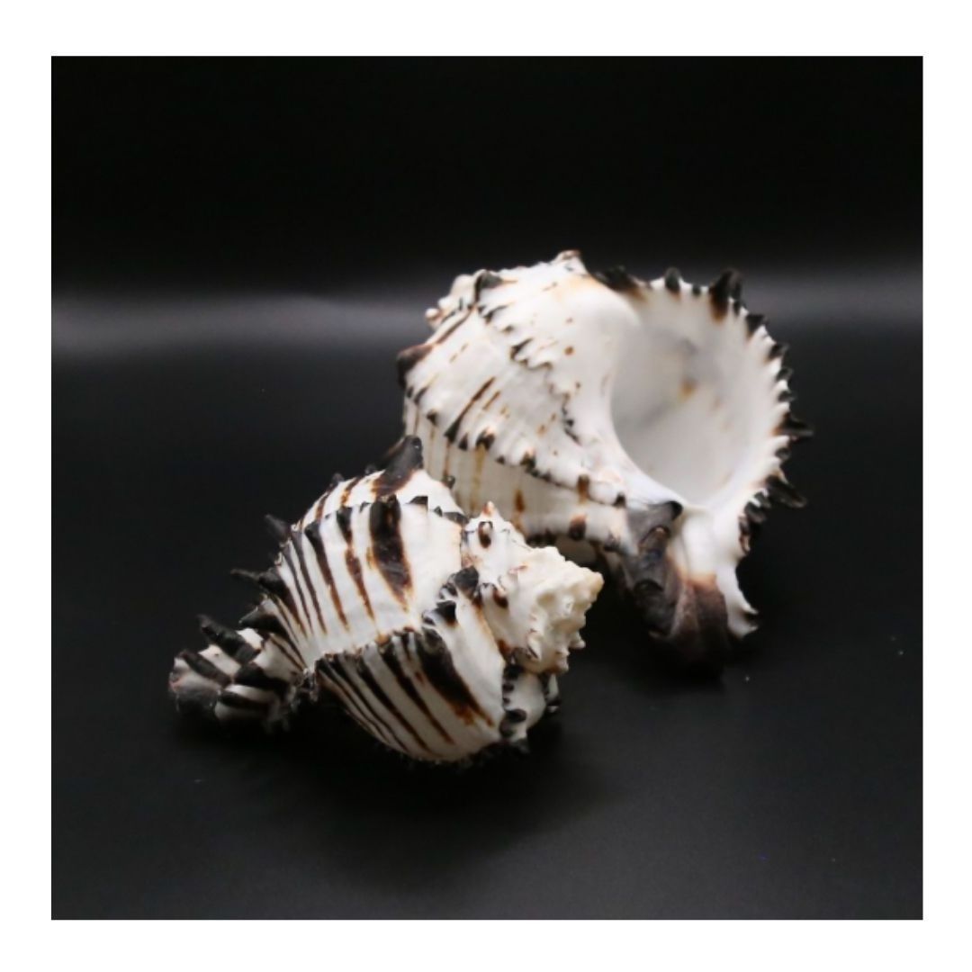 NATURAL BLACK MUREX SEASHELL MOON SHELL BLACK AND WHITE OCEAN BEACH SEASHELL WILDCRAFT MUREX SEA SHELL POLISHED PATTERN