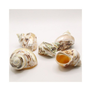 OCEANIC CONCH SEASHELL NATURAL POLISHED CRYSTAL MOTHER OF PEARL SNAIL LANDSCAPE SEASHELL TOP QUALITY WHOLESALE CHEAP PRICE