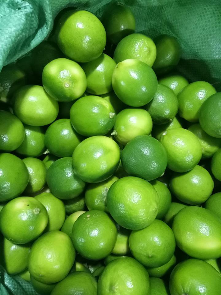 SEEDLESS LIME - FRESH FRUIT FROM DIRECT EXPORTER