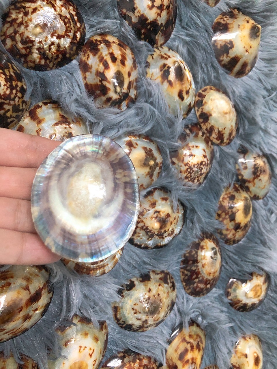 Best selling dried natural limpet shell ocean big size natural sea shells home decor gift souvenir