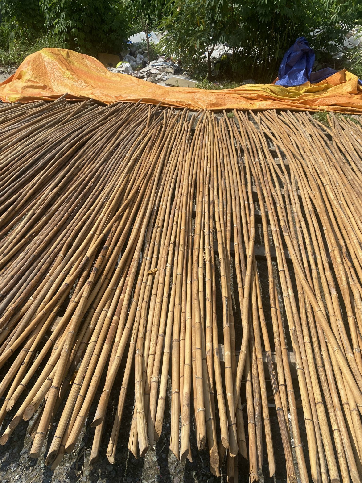 Wholesale natural rattan bamboo poles with good quality from 99 Gold Data (Whatsapp: 84 327076054)