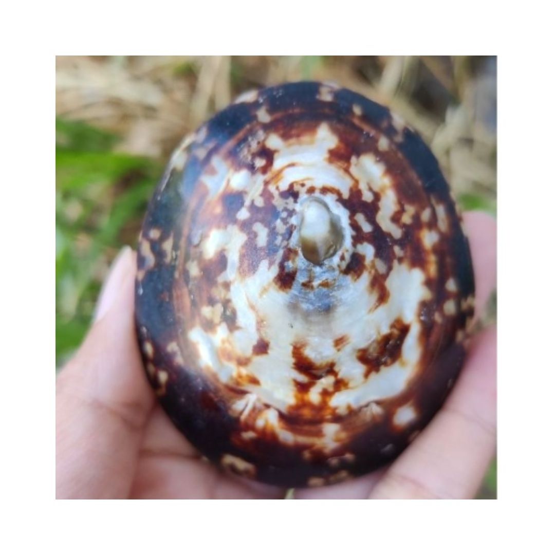 NATURAL POLISHED LIMPET SHELL SALE AT GOOD PRICE FROM VIETNAM  VARIOUS SHAPE AND SIZE CUSTOMIZED PACKAGE PRIVATE LABEL