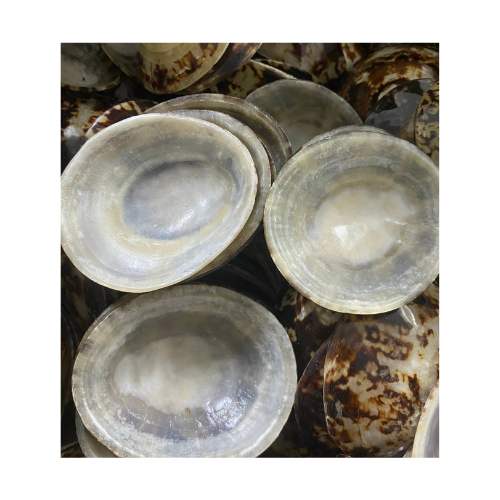 Best selling dried natural limpet shell ocean big size natural sea shells home decor gift souvenir