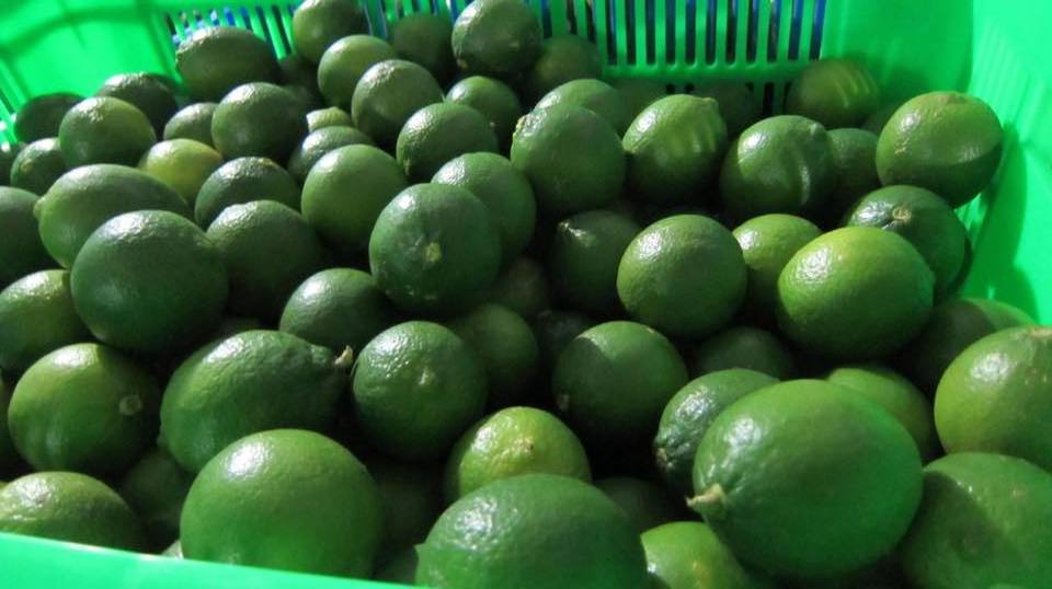 seedless lime fruit - The refreshing taste of freshly squeezed - Citrus Fruit from Viet Nam