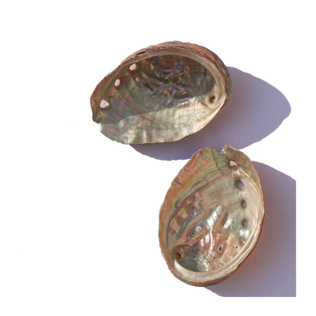 Hot Sales Abalone SeaShell Polished Blue Abalone shells For Exporting Custom size large and small natural seashell Ornament