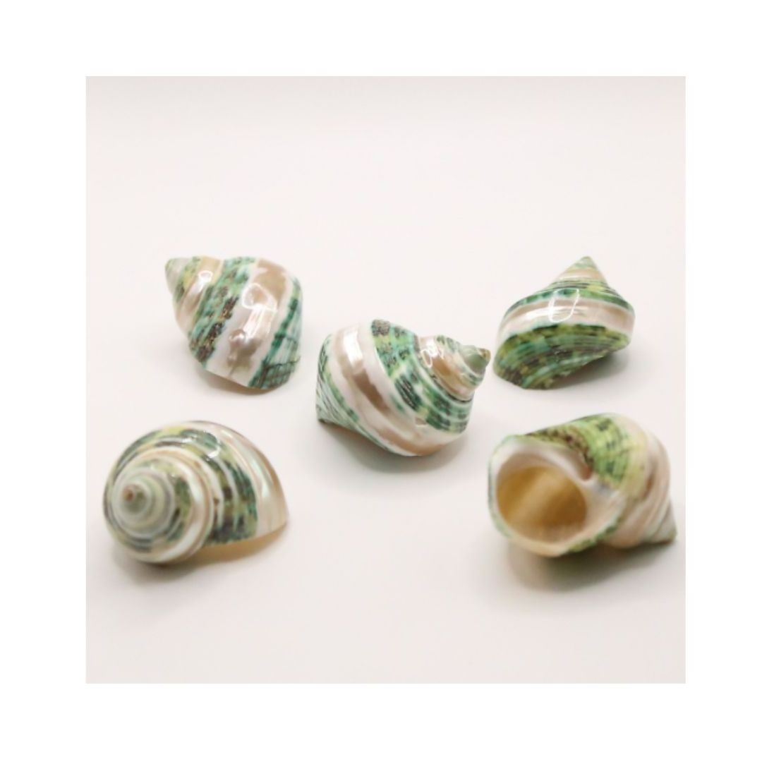 OCEANIC CONCH SEASHELL NATURAL POLISHED CRYSTAL MOTHER OF PEARL SNAIL LANDSCAPE SEASHELL TOP QUALITY WHOLESALE CHEAP PRICE