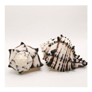 NATURAL BLACK MUREX SEASHELL MOON SHELL BLACK AND WHITE OCEAN BEACH SEASHELL WILDCRAFT MUREX SEA SHELL POLISHED PATTERN