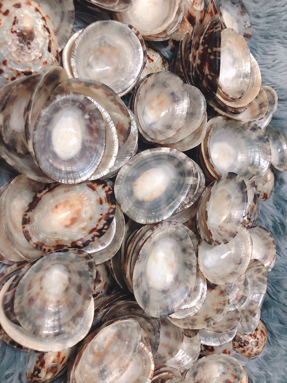 The beach souvenir gifts For Customer Satisfaction Polished Sea Shell Limpet Snail Shell Big Size For Hawaii festival