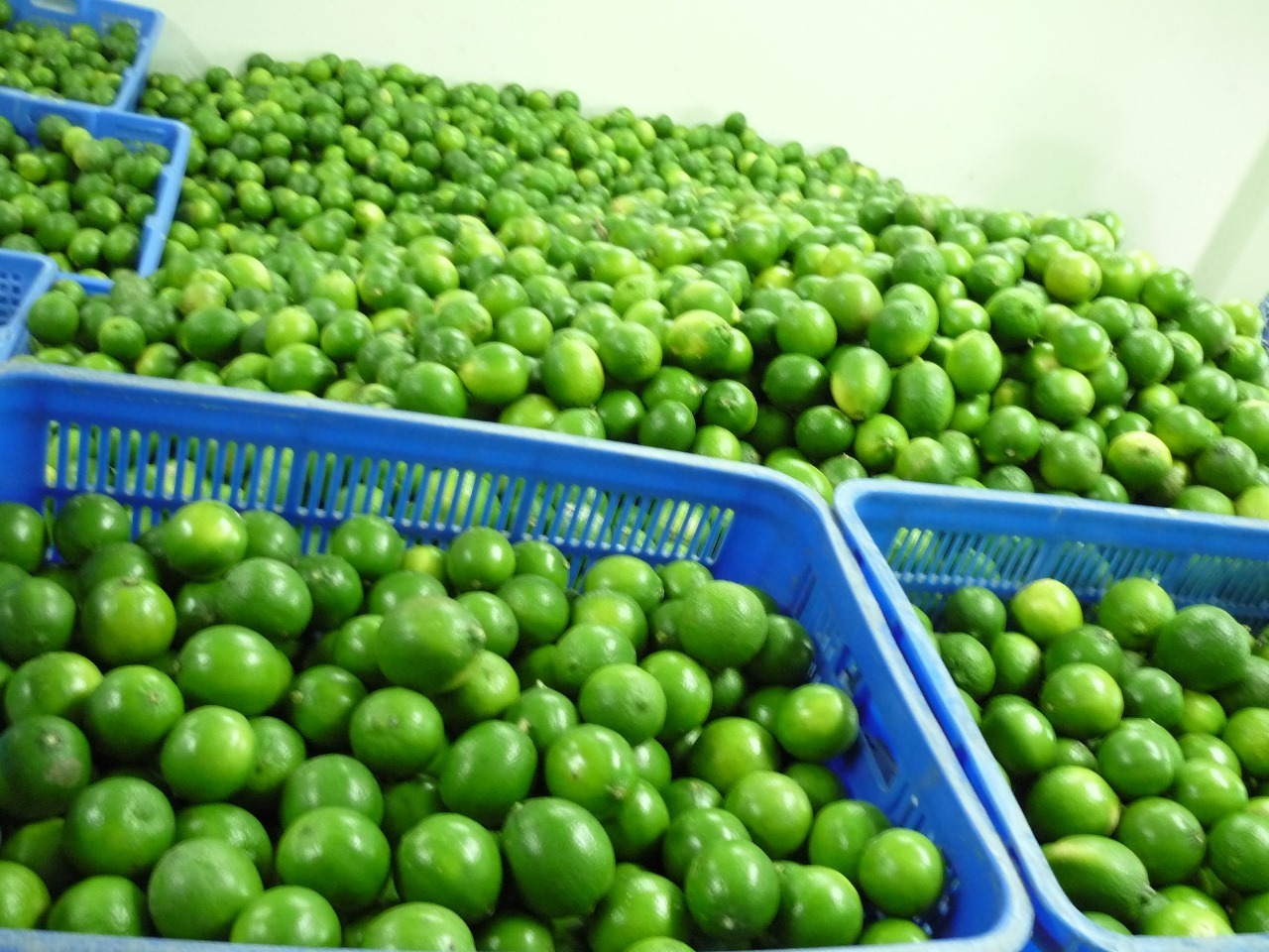 Whosale in bulk Fresh seedless lime - Asian fresh green seedless lemon for Vietnam market Ready to export