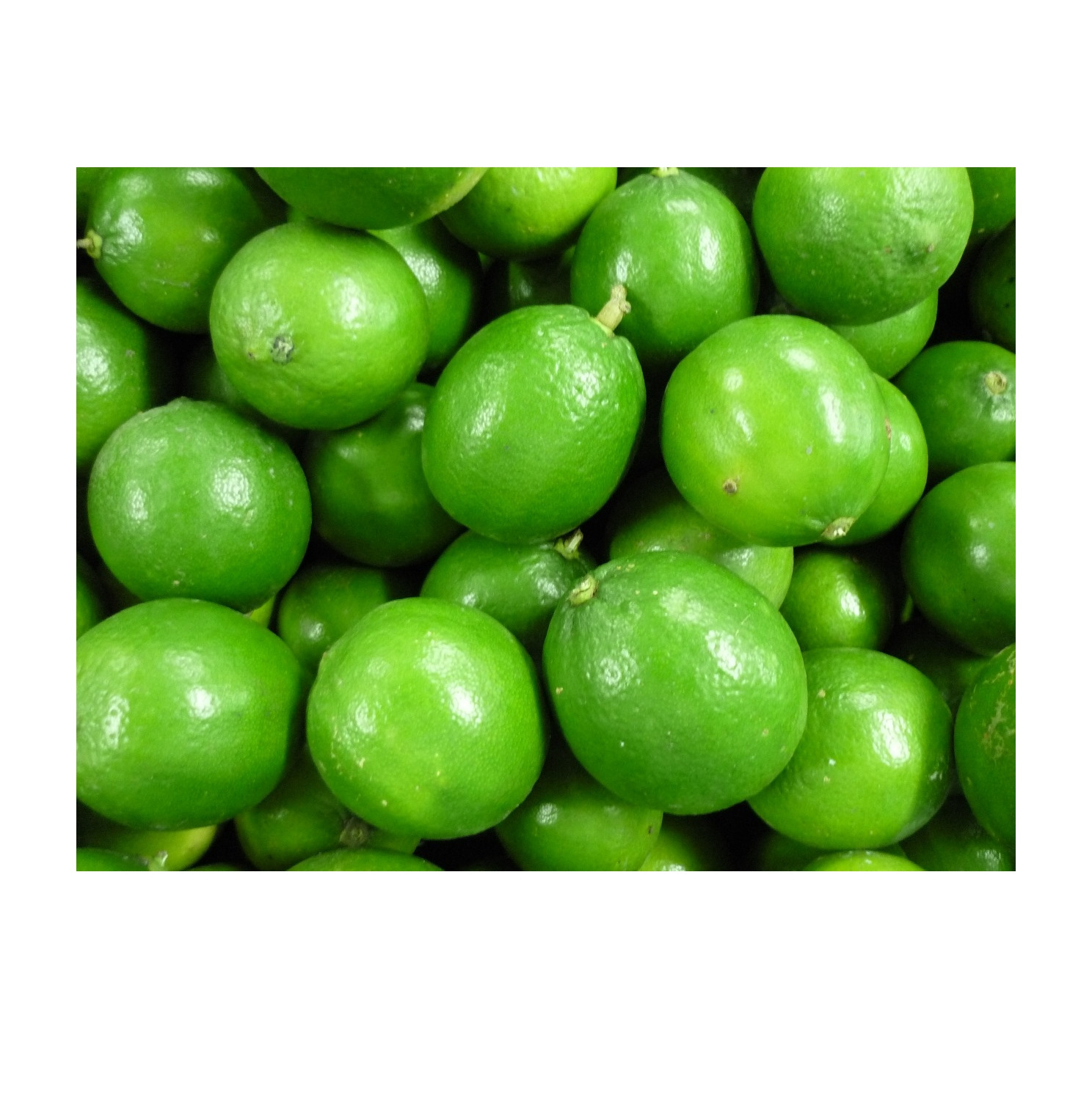 Whosale in bulk Fresh seedless lime - Asian fresh green seedless lemon for Vietnam market Ready to export