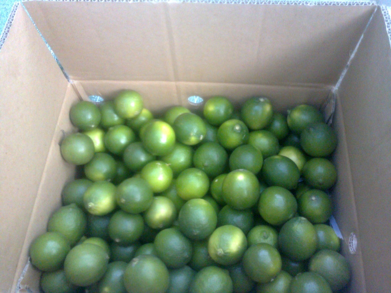 Whosale in bulk Fresh seedless lime - Asian fresh green seedless lemon for Vietnam market Ready to export