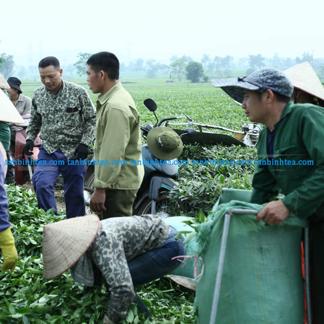 High quality black tea from northern Vietnam. custom packing. Natural organic FBOP  black tea good for health