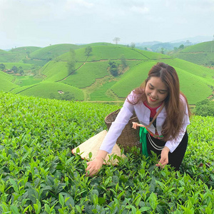 PS Vietnam Green Tea. Natural organic green tea does not contain caffeine. Packing according to buyer's request (20, 30 & 40kg