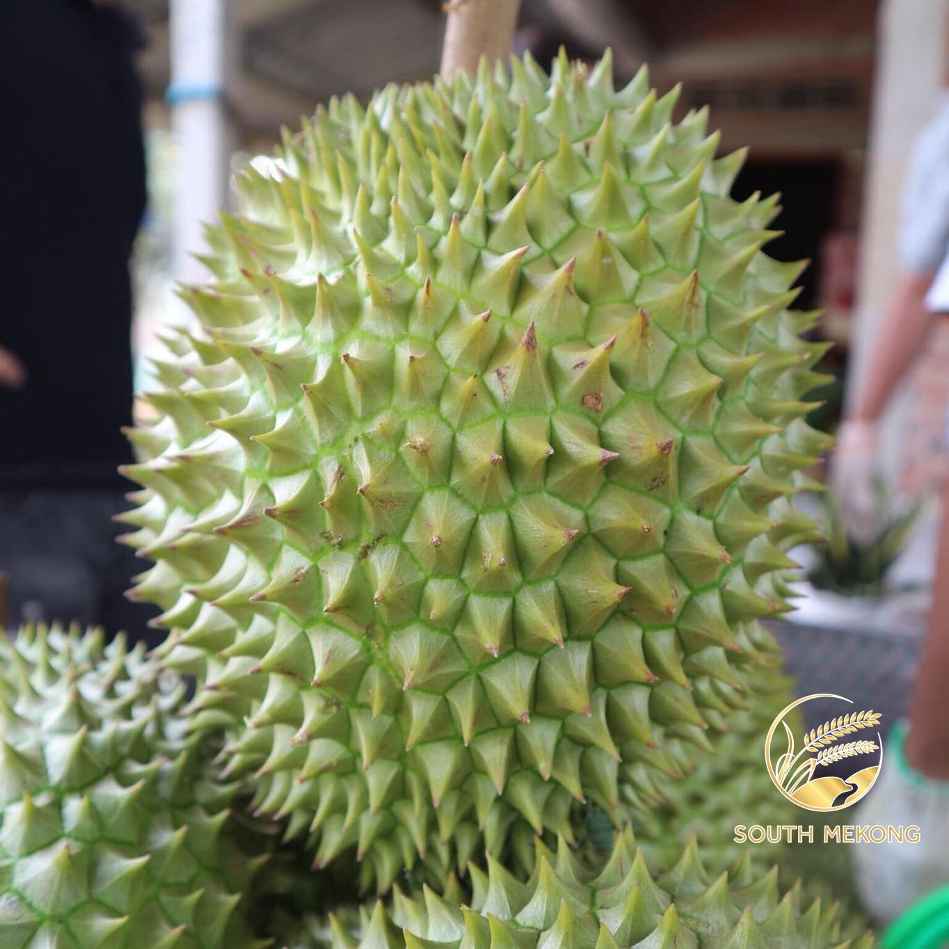 Frozen Durian packing 20kg/box for export . Whatsapp +84 976727907 Ms Carolina