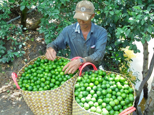 Fresh Viet Lemon Best Quality Wholesale  Natural Citrus Good Price From Mekong Delta Vietnam For Export