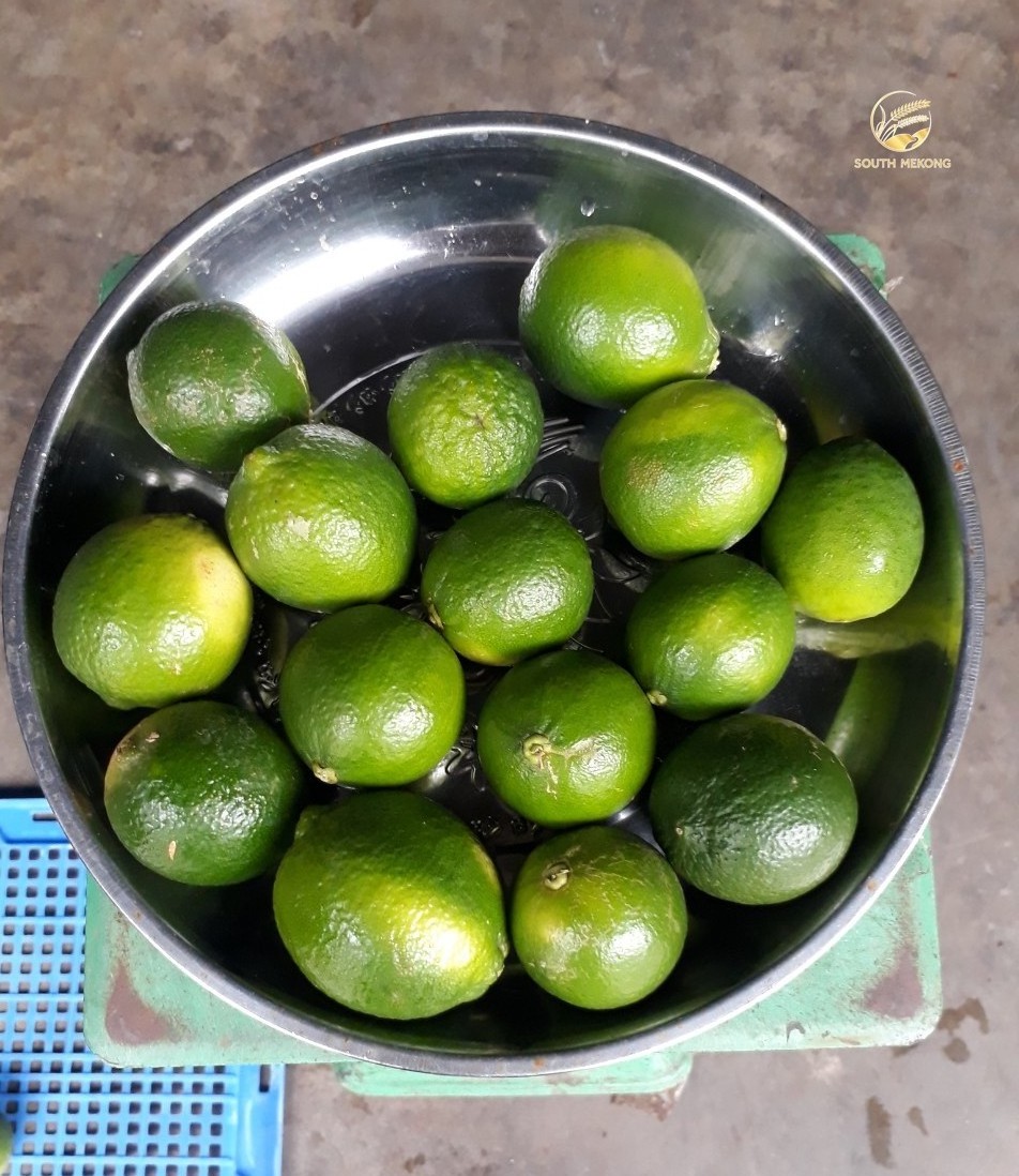 New Seedless Lime Fresh Fruits Arrival Ready To Export Worldwide - High Quality Cheap Price OEM Packing