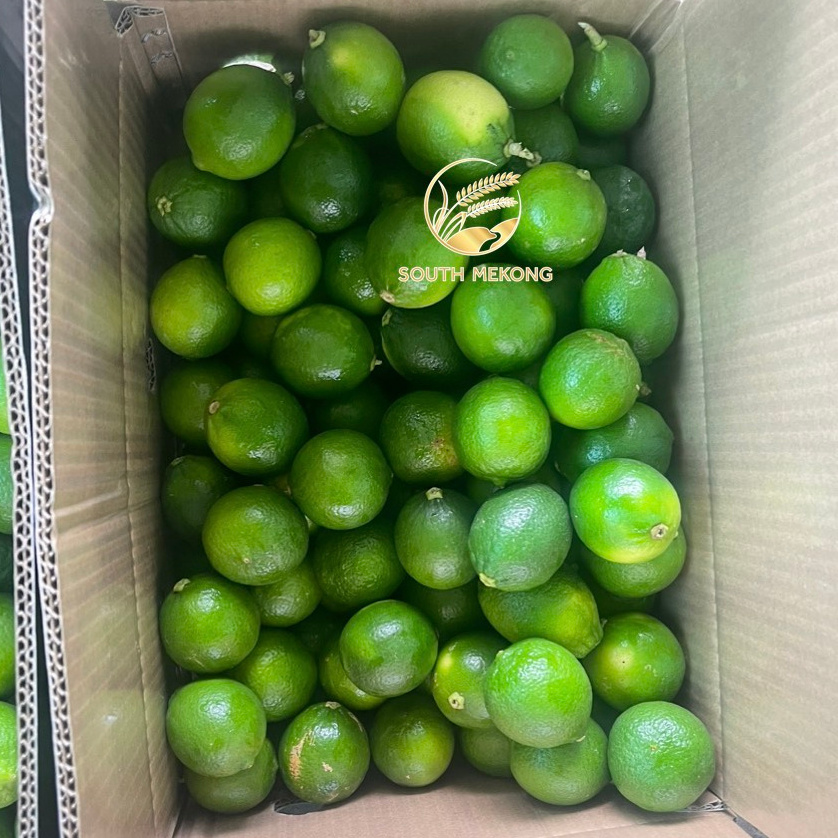 Seedless Lime Green Color Natural Vietnam Lemon Fresh Fruit Place Model Citrus WA 0084972678053