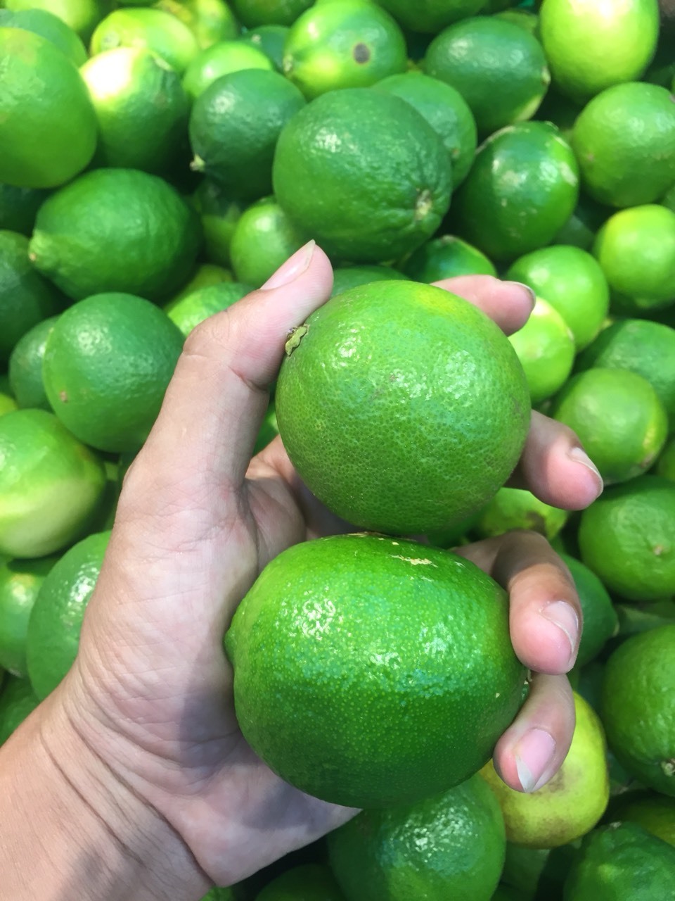 New Seedless Lime Fresh Fruits Arrival Ready To Export Worldwide - High Quality Cheap Price OEM Packing