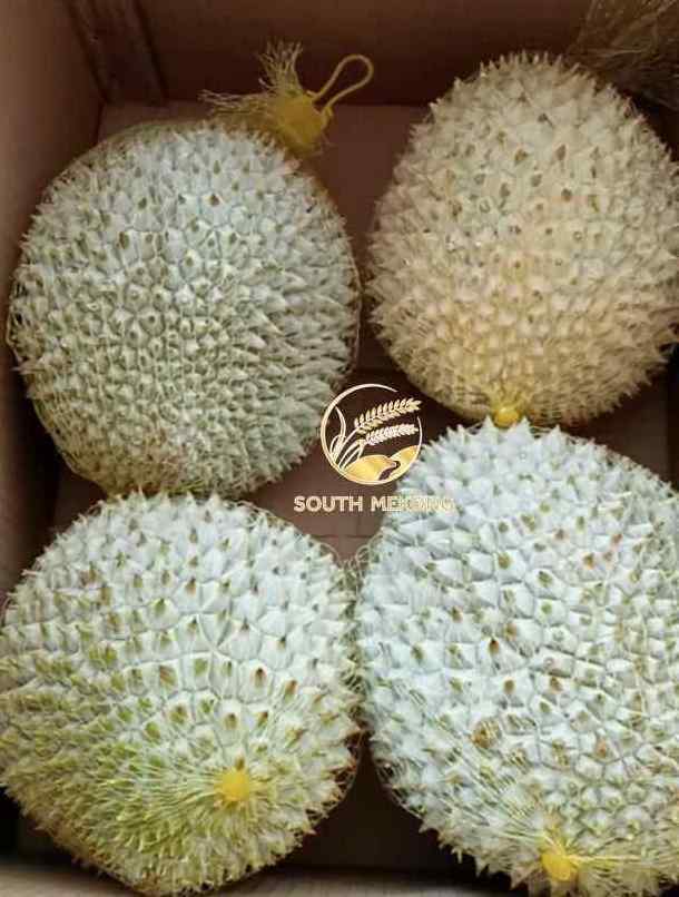 Frozen Durian for export . Whatsapp +84 976727907 Ms Carolina