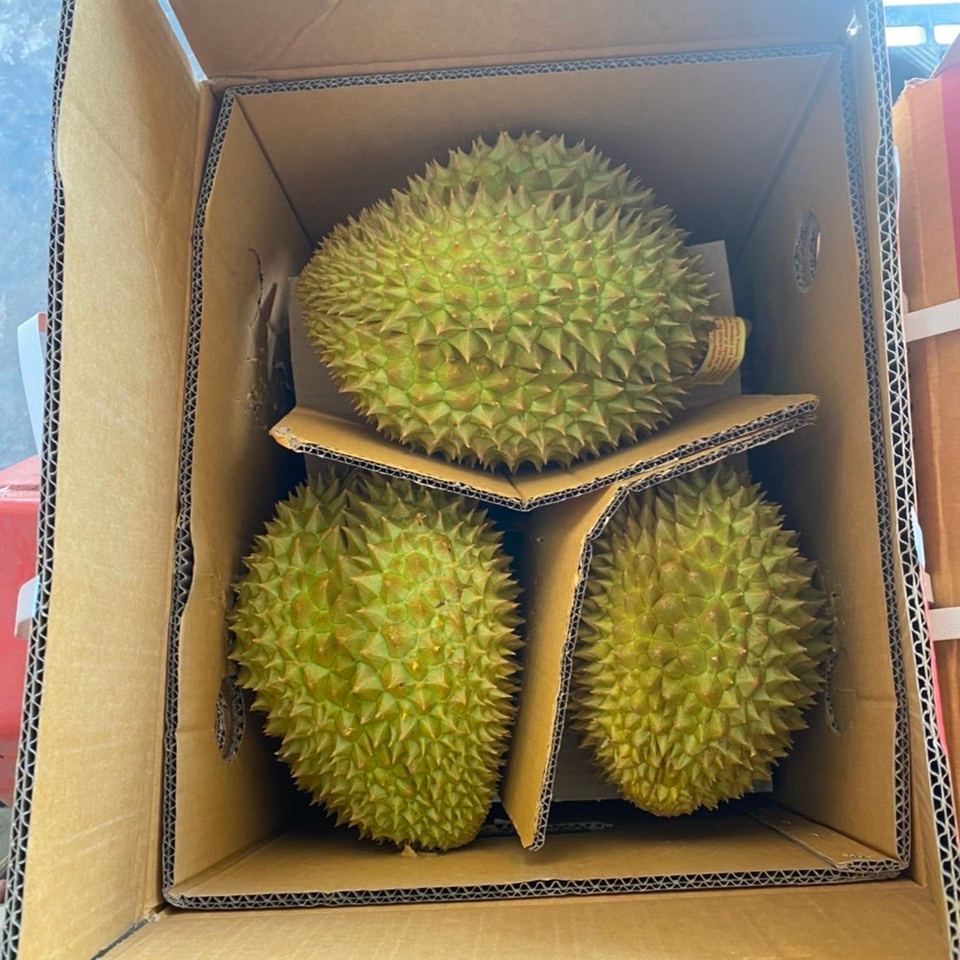 Frozen Durian packing 20kg/box for export . Whatsapp +84 976727907 Ms Carolina