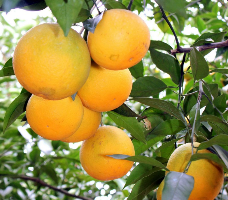 Low Best Price For Fresh Orange Fruit Wholesale Valencia Navel Orange 100% Sweet Taste And Fresh Citrus