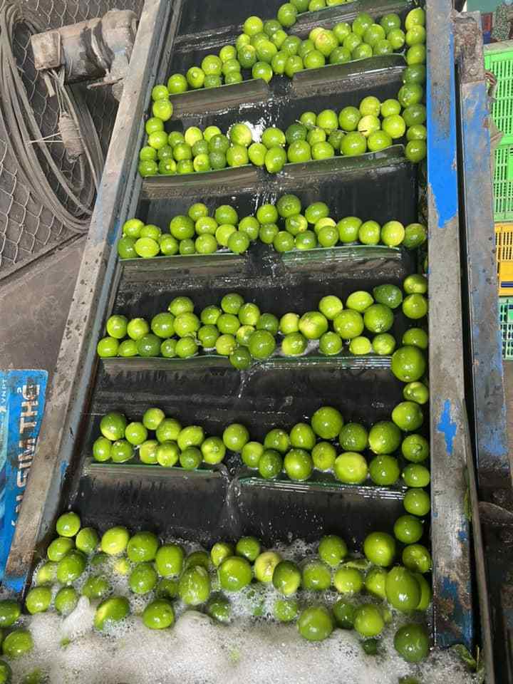 Wholesale Delights and Retail Ready Fresh Lime Green Lemon Seedless Vietnam for wholesaler and for importer