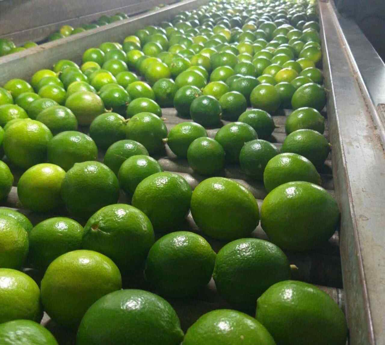 Wholesale Delights and Retail Ready Fresh Lime Green Lemon Seedless Vietnam for wholesaler and for importer