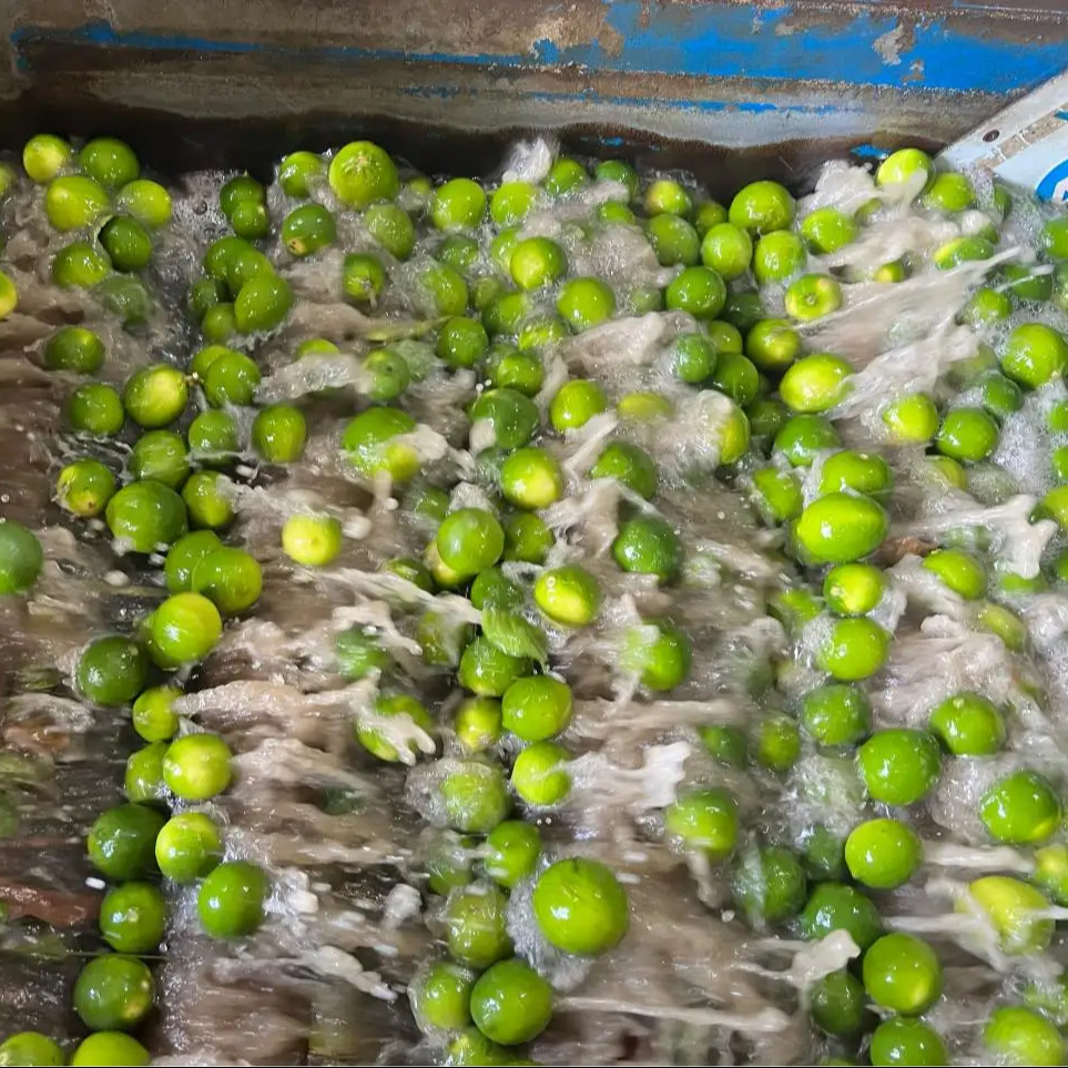 Wholesale Delights and Retail Ready Fresh Lime Green Lemon Seedless Vietnam for wholesaler and for importer