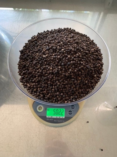 Delicious Vietnam High Quality Black Pepper Exporting (WhatsApp/ Wechat: +84 983 028 718).