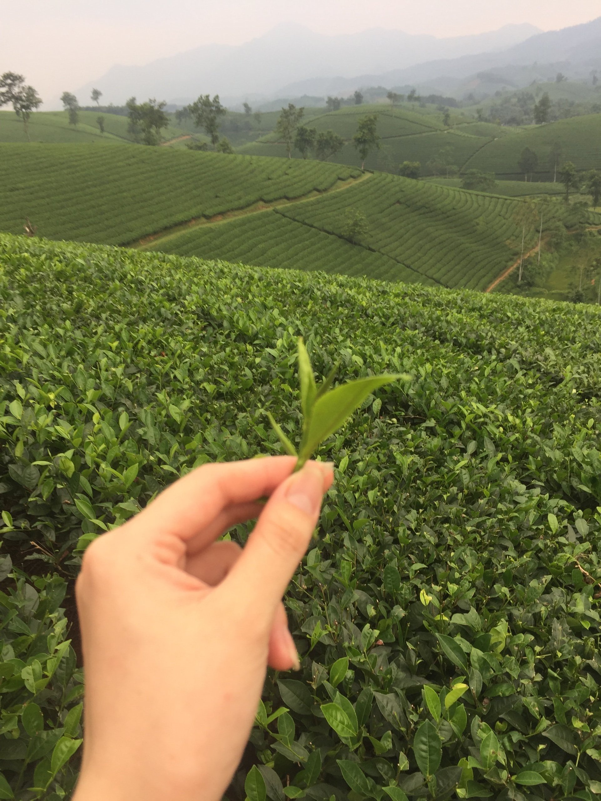 Wholesale Wonderland and Attractive Irresistible Black Tea Leaves for importer and for buyer