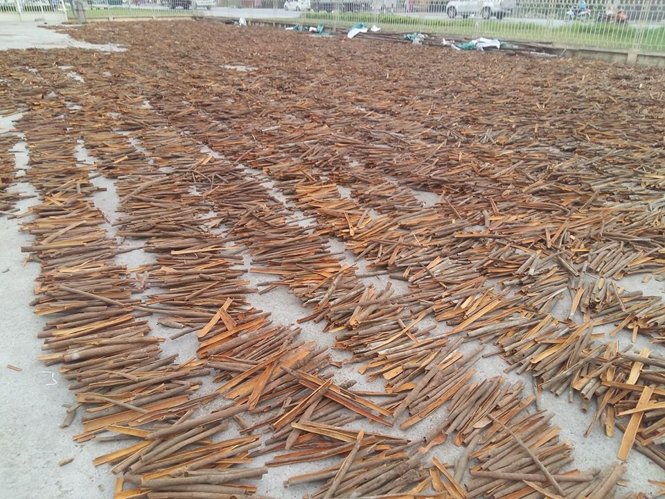 2022 Original Cinnamon/ Cassia sticks from Viet nam/ good price and high quality Vietnam Best Quality Bulk Price