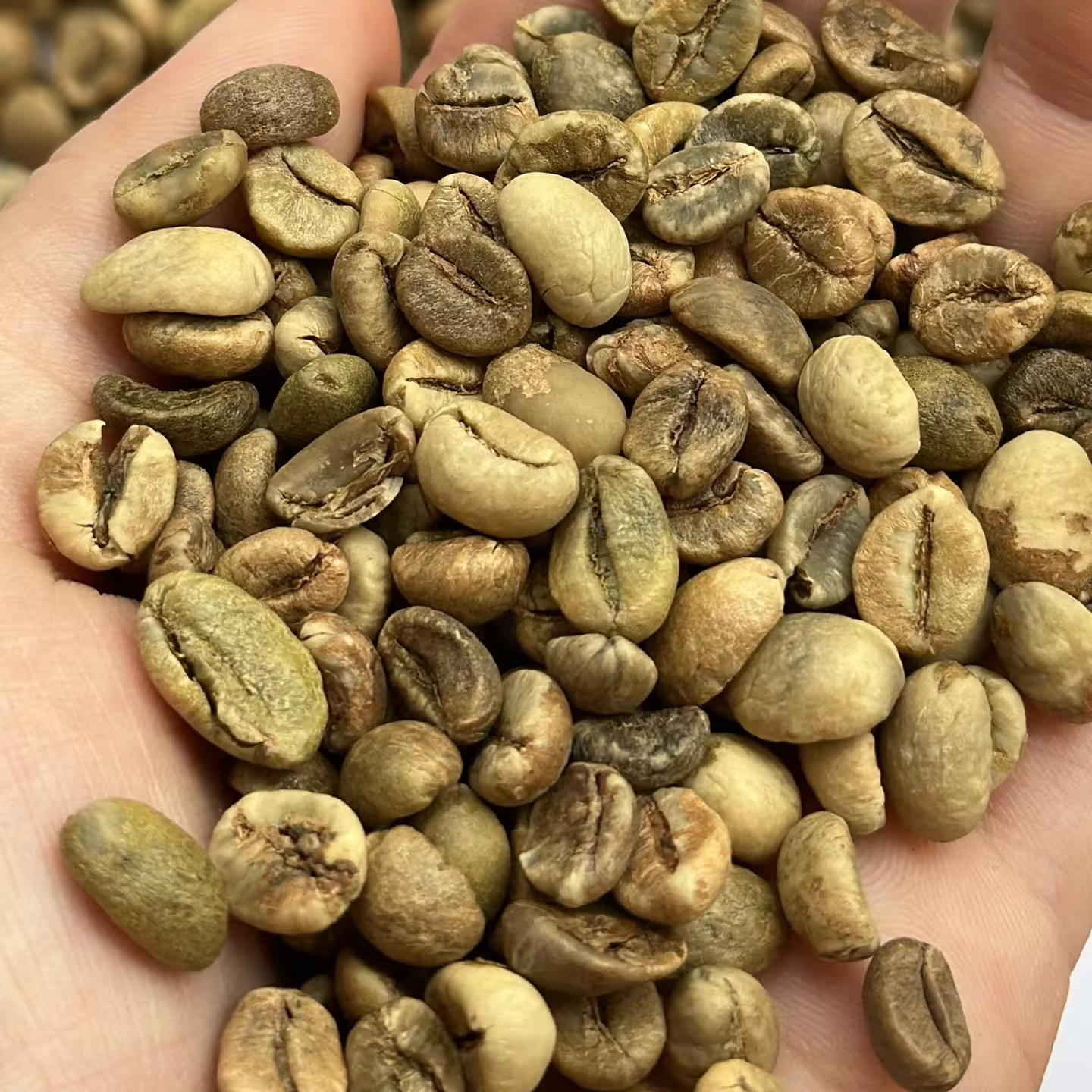 Coffee Aficionados Premium Agricultural Wholesale Indonesian Robusta Green Beans Natural Energy | +84838366717 (Ms.Lyna)