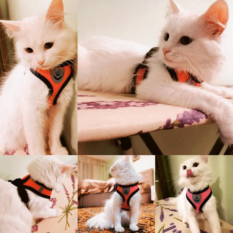 Cat Dog Harness Adjustable Vest Walking Lead Leash For Puppy Designer Dogs Collar Polyester Mesh Harness For Small Medium Dog