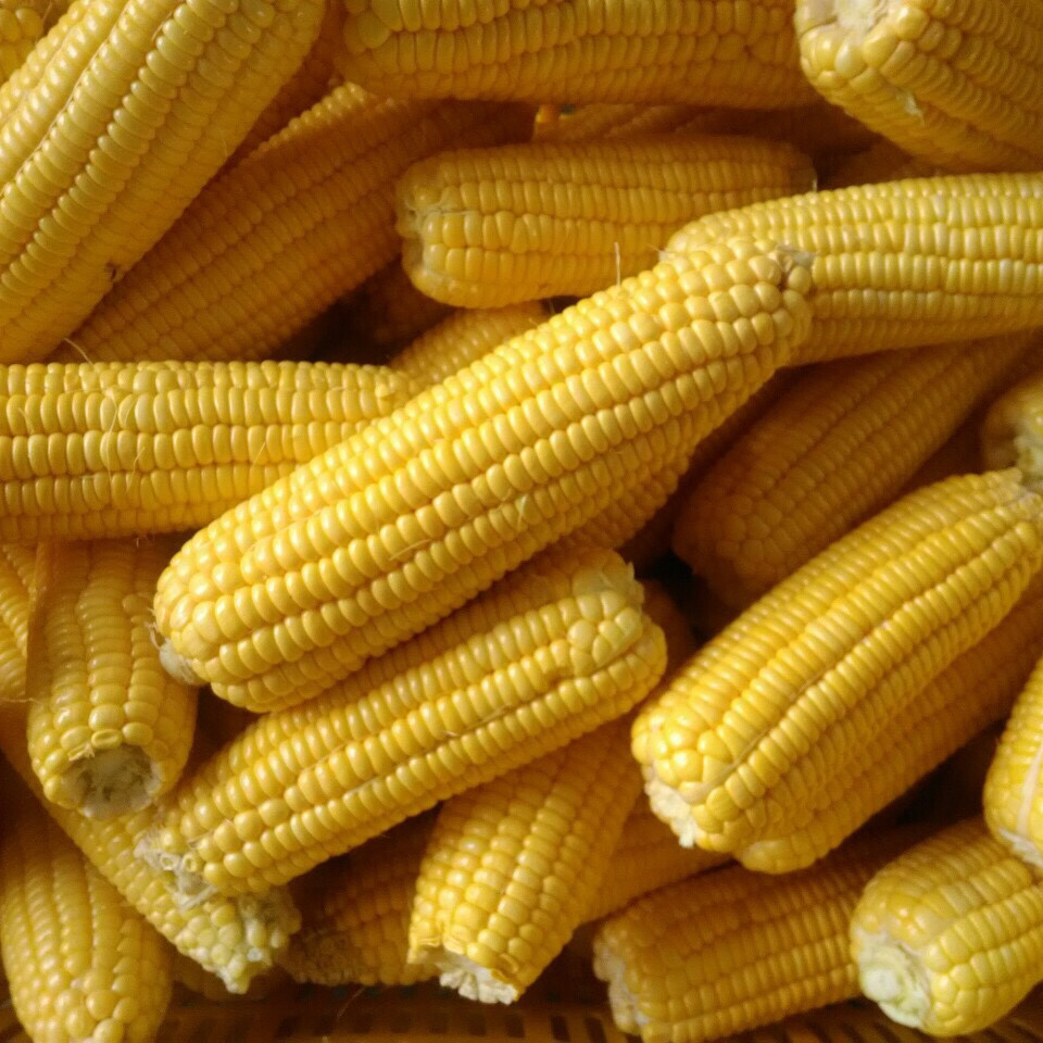 VIETNAM FROZEN WHOLE KERNEL SWEET CORN COBS FOR SALE