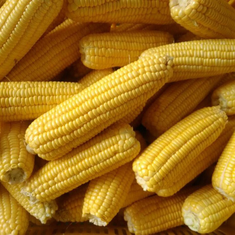 IQF FROZEN WHOLE SWEET CORN COBS OEM PACKING SMALL BAGS UP TO BIG BULK WITH GOOD QUALITY GRADE FROM OWN FARMS ORIGIN OF VIETNAM