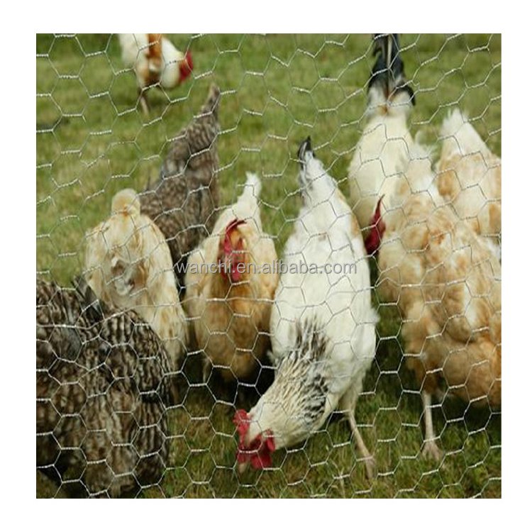 Hot sale 8 foot tall chicken wire fencing/outdoor chicken wire topiary frame/cheap chicken wire mesh