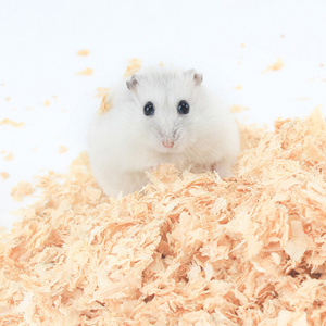 Wholesale  beddings for hamster aspen wood shaving hamster bedding small animal sawdust for hamster wood pellet litter bedding