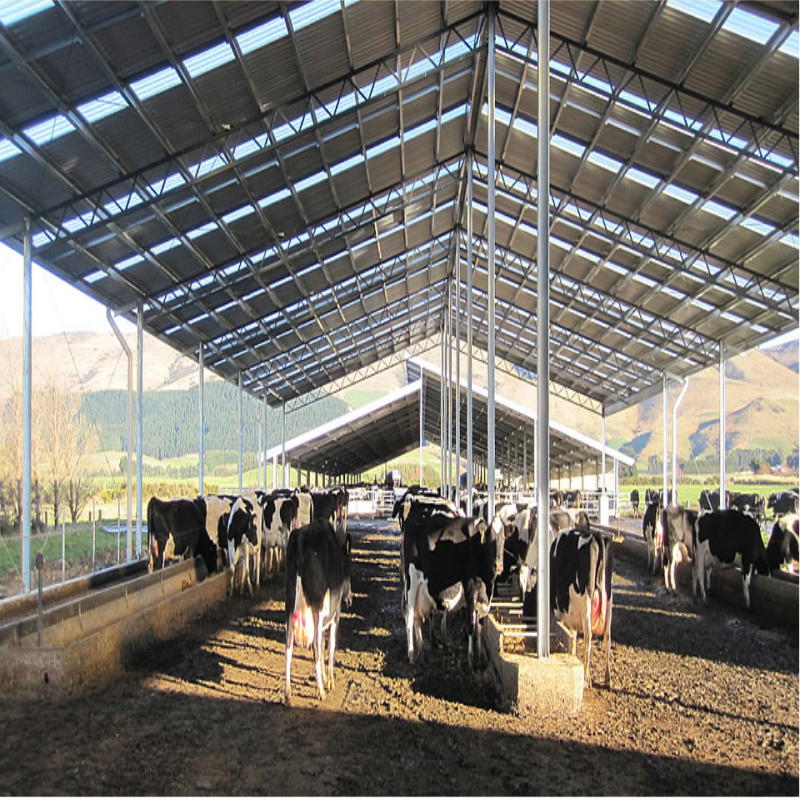 low cost cattle shed farm building dairy cattle farm shed