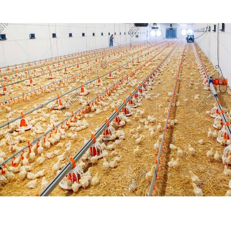 low cost poultry farm house design Poultry Barns & Commercial Chicken Houses