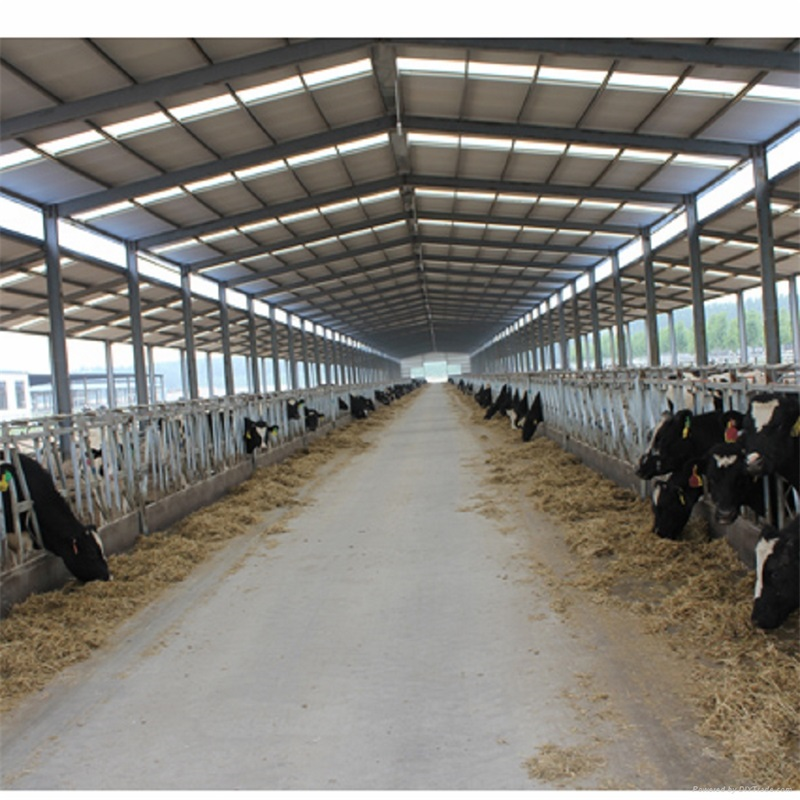 low cost cattle shed farm building dairy cattle farm shed