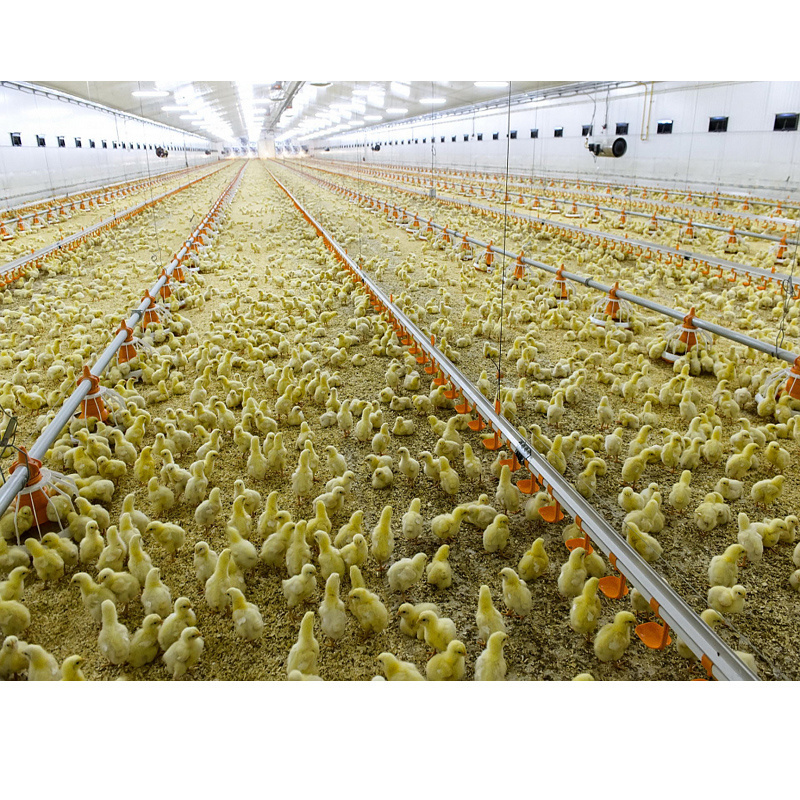 low cost poultry farm house design Poultry Barns & Commercial Chicken Houses