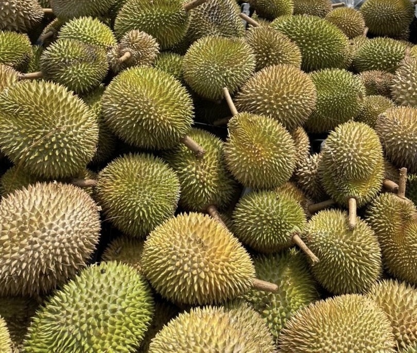 D24 Sultan Durian Made In Malaysia Frozen Pulp Durian Fruit IQF Fresh Whole Piece HACCP IQF Frozen Fruit Durian Fresh Tropical