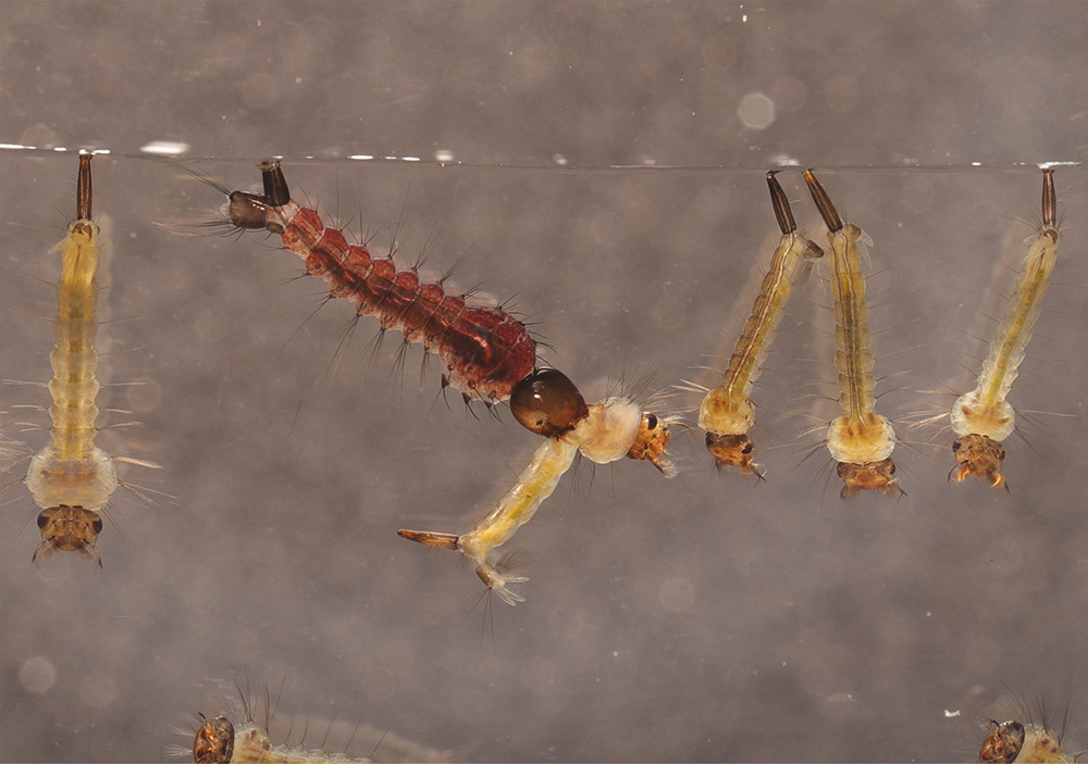 Mosquito Larvae Killer 1200itu/mg WP20100260 BTi kill wiggler in roof gutters drains ponds water features