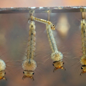 Mosquito Larva Breeding Control MDV BTi kill mosquito wrigglers in rice fields reed ponds ponds swamps area