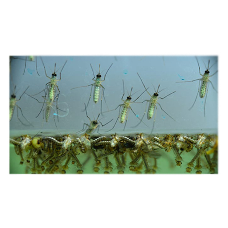 Mosquito Larvicide MDV BTi Mosquito Larvae Killer Insecticide for Aedes Culex Wriggler in Stagnant Water