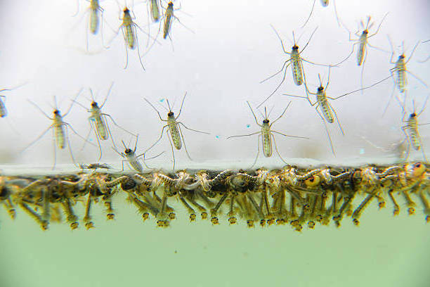 Various breeding water bodies mosquito larva control Mosquito densovirus MDV pesticide