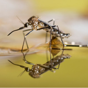 Aedes Culex Mosquito Larvae Under Control MDV Densovirus Bacillus thuringiensis