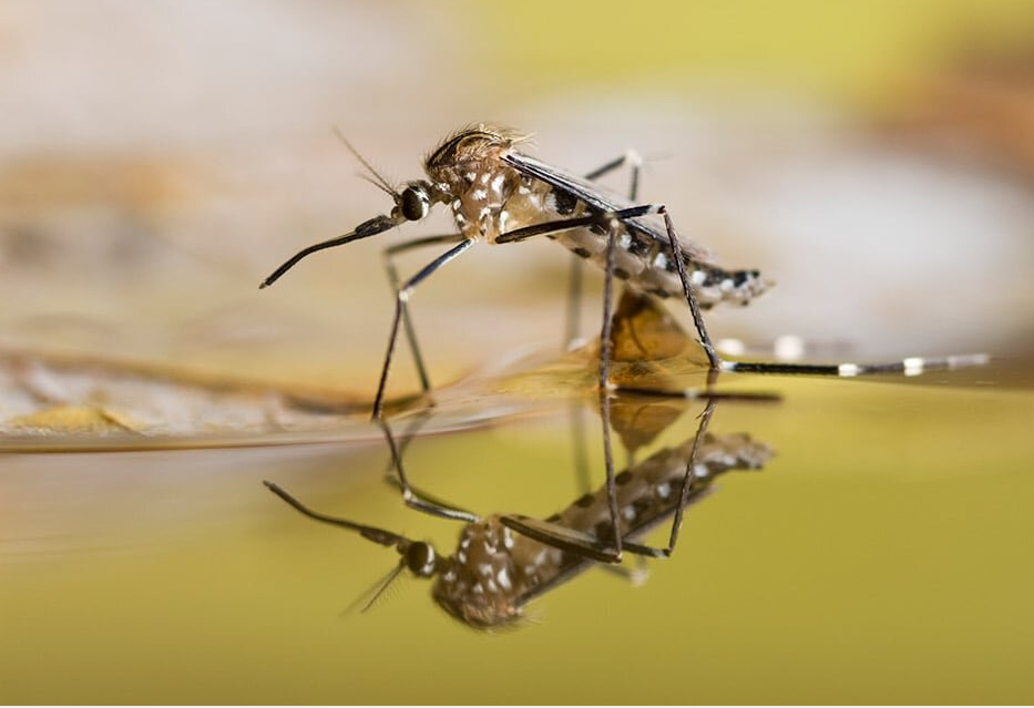 Unioasis Organic Insecticide Target at Aedes Culex Mosquito Wigglers City Health Control