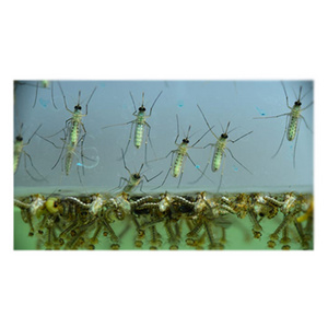 Aedes Culex Anopheles mosquito denso-like viruses insecticide mosquito larvae killer in ponds swamp MDV